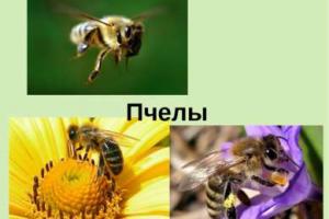 Презентация на тему «Жизнь пчёл
