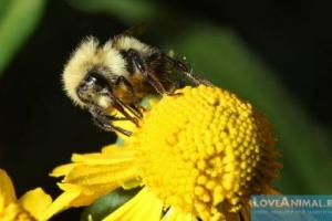 Чему у пчелы можно поучиться