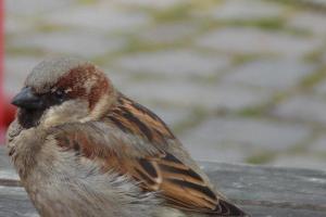 Народные приметы про птиц: о чем предупреждают пернатые посланники?